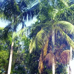 Parque Natural Municipal da Serra do Mar - Sao Jose dos Pinhais