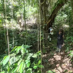 Serra do Mar State Park - Sao Sebastiano