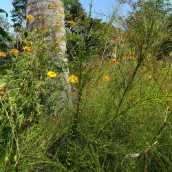 Praça Santa Terezinha - Taubate