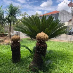 Igreja Matriz São Pedro Apóstolo - Timbo (Timbó)