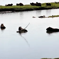 Lagoa Maior - Três Lagoas