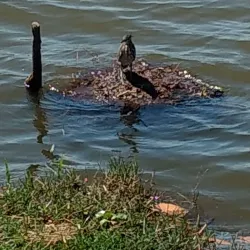 Lagoa Maior - Três Lagoas