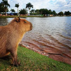 Lagoa Maior - Três Lagoas