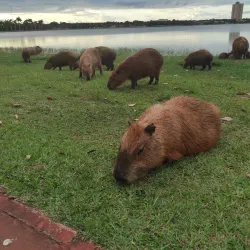 Lagoa Maior - Três Lagoas