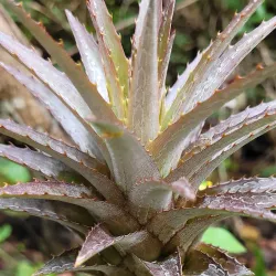 Parque Ambiental - Três Lagoas
