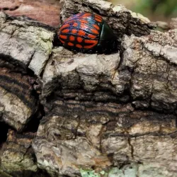 Parque Ambiental - Três Lagoas