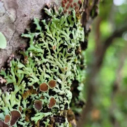 Parque Ambiental - Três Lagoas