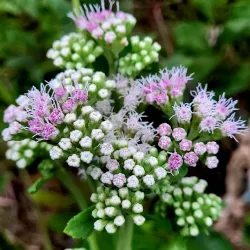 Parque Ambiental - Três Lagoas