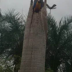 Praça Senador Ramez Tebet - Três Lagoas