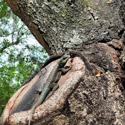 Parque Natural Municipal de Três Rios - Três Rios