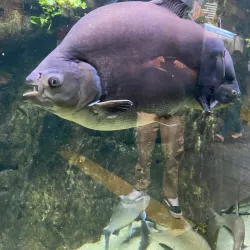 Aquário de Ubatuba - Ubatuba