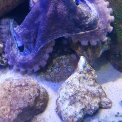 Aquário de Ubatuba - Ubatuba