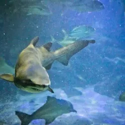 Aquário de Ubatuba - Ubatuba