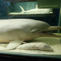 Aquário de Ubatuba - Ubatuba