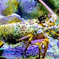 Aquário de Ubatuba - Ubatuba