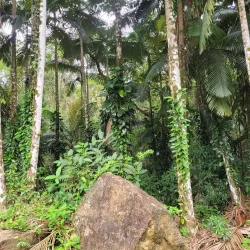 Cachoeira da Renata - Ubatuba