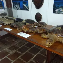 Projeto Tamar Ubatuba - Ubatuba