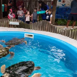 Projeto Tamar Ubatuba - Ubatuba