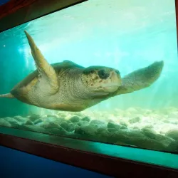 Projeto Tamar Ubatuba - Ubatuba