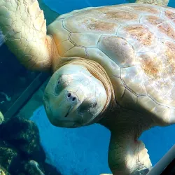 Projeto Tamar Ubatuba - Ubatuba
