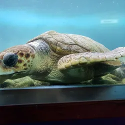 Projeto Tamar Ubatuba - Ubatuba