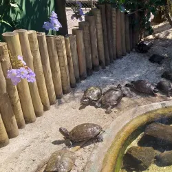 Projeto Tamar Ubatuba - Ubatuba