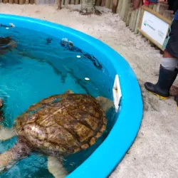 Projeto Tamar Ubatuba - Ubatuba