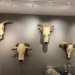 Museu do Zebu - Uberaba