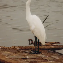 Parque das Acácias - Uberaba