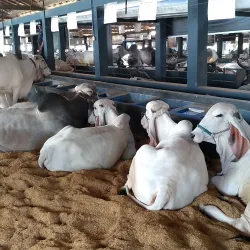 Parque Fernando Costa - Uberaba