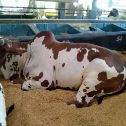 Parque Fernando Costa - Uberaba