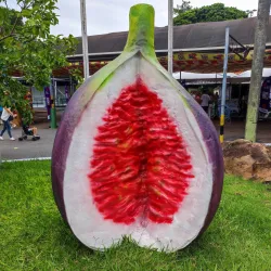 Festa do Figo (Fig Festival) - Valinhos