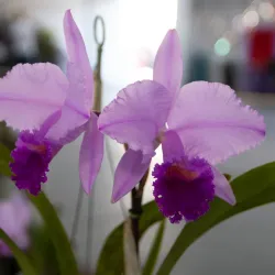 Parque Municipal Monsenhor Bruno Nardini - Valinhos