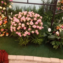 Festival de Flores e Morangos - Vinhedo