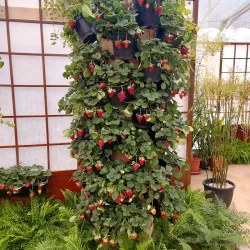 Festival de Flores e Morangos - Vinhedo