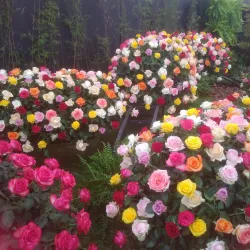 Festival de Flores e Morangos - Vinhedo