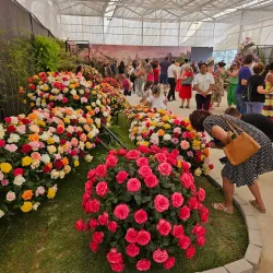 Festival de Flores e Morangos - Vinhedo