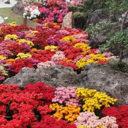 Festival de Flores e Morangos - Vinhedo