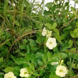 Ilha do Boi - Vitoria