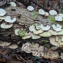 Sage Mountain National Park - Road Town