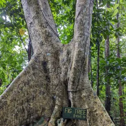 Sage Mountain National Park - Road Town