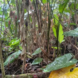Sage Mountain National Park - Road Town