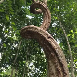 Temburong Longhouse - Bangar