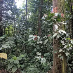 Ulu Temburong National Park - Bangar