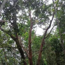 Bukit Shahbandar - Sengkurong