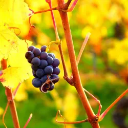 Asenovgrad Wine Cellars - Asenovgrad