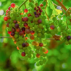 Asenovgrad Wine Cellars - Asenovgrad