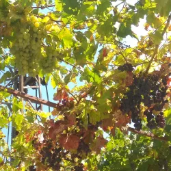 Asenovgrad Wine Cellars - Asenovgrad