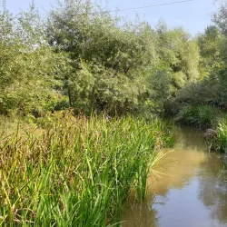 Beli Lom River - Dimitrovgrad