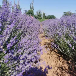 Beli Lom River - Dimitrovgrad